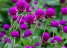 Amarant - kuleamarant blomster thumbnail