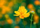 Chinese Globe Flower - Jin Lian Hua thumbnail