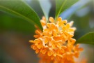 Osmanthus blomster thumbnail