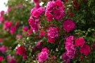 Roseknopper - rosa thumbnail