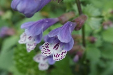 Ge Hua – Kudzublomst