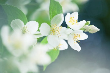 Hvit Jasmin - kronblader