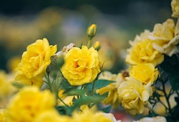 Roseknopper - gule